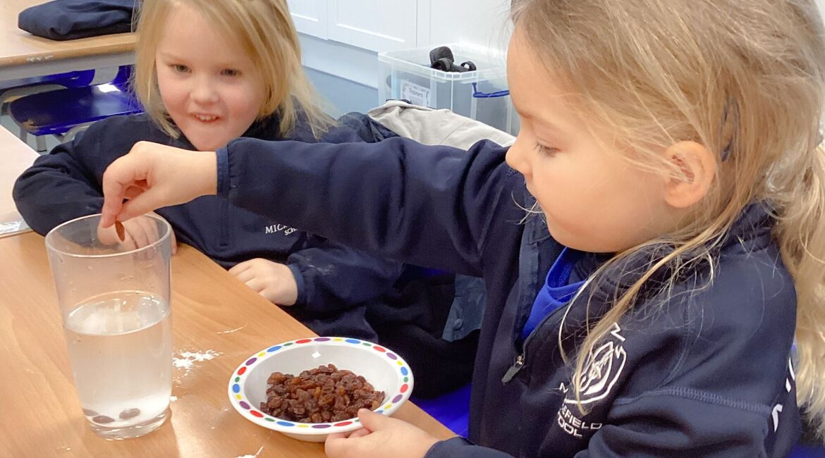 Reception Have Fun With Dancing Raisins in Science