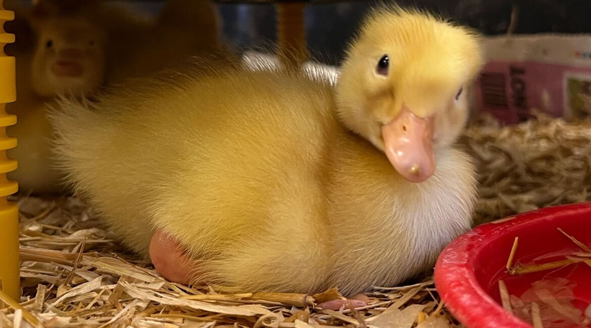 Baby Ducklings Arrive at Micklefield Nursery