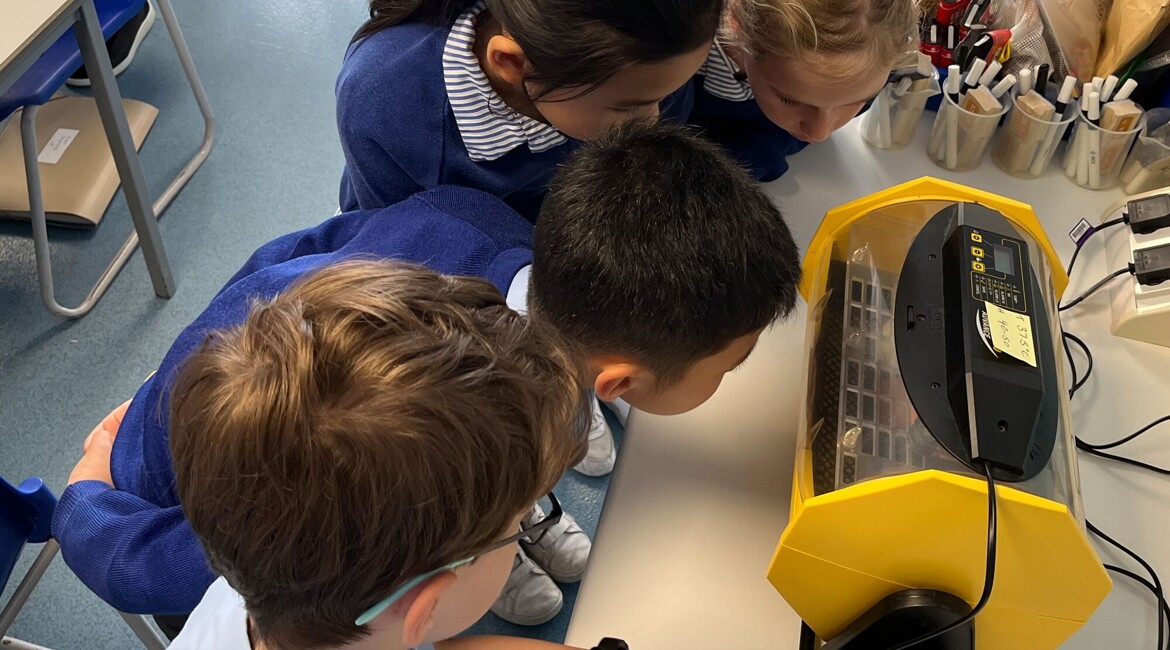 It is Chicken Hatching Time at Micklefield!