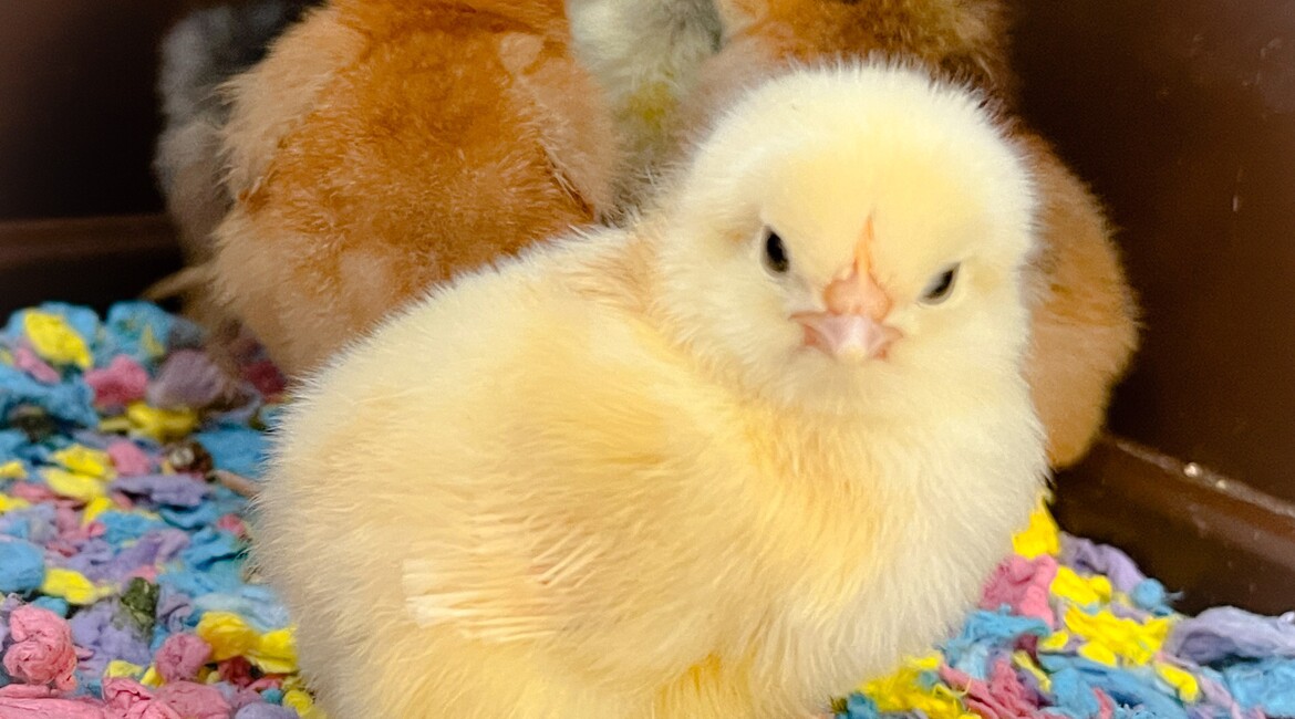 Micklefield Chicks